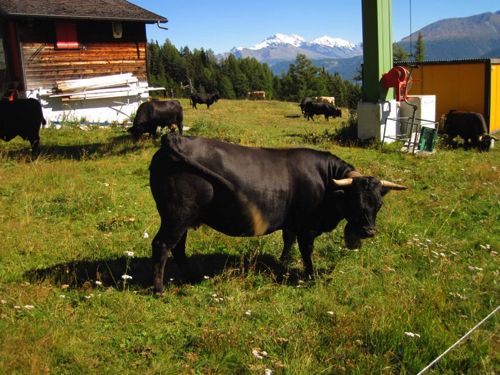 28. Mountain cow